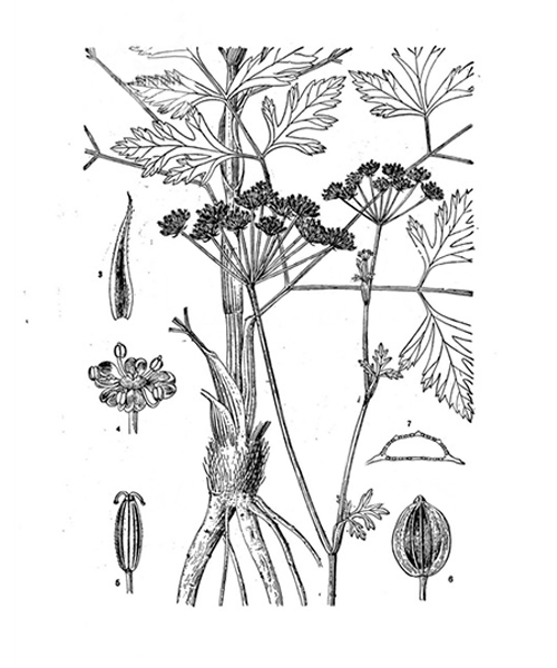 Natural compounds from  Peucedanum praeruptorum